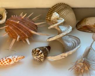 Collection of various seashells including Spondylus, venus comb murex.