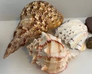 Triton's Trumpet shell and murex shell