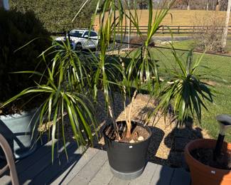'Dragon Tree' Dracaena Marginata