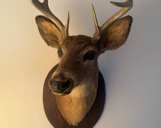 Vintage 8 Point Buck Taxidermy 