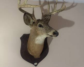 Vintage 10 Point Buck Taxidermy 