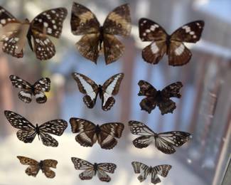 Butterfly collage in glass and stand