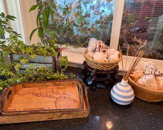 Live plant, wood trays and shells