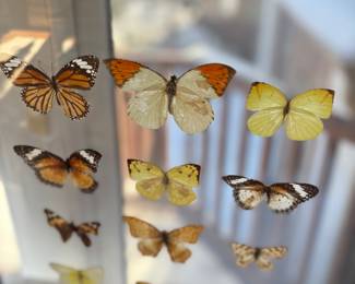 Butterfly collage in glass and stand