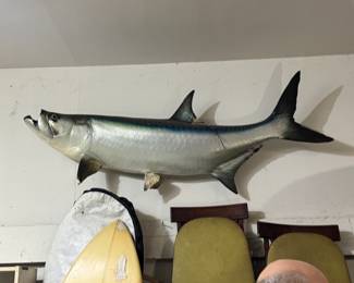 Tarpon (no he doesn't sing!)