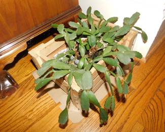 LIVE CHRISTMAS CACTUS