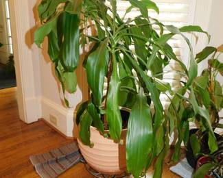 LIVE LARGE DRACENA PLANT WITH TERRA COTTA PLANTER