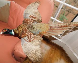 RING NECK PHEASANT TAXIDERMY