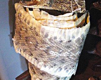 Taxidermy Rattlesnake Skin with the Head