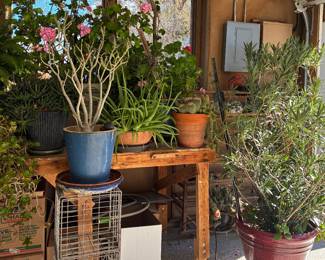 A most impressive collection of healthy jade, cacti, pothos, oleander, desert rose and citrus plants