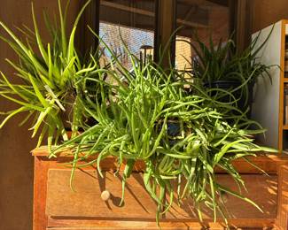 A most impressive collection of healthy jade, cacti, pothos, oleander, desert rose and citrus plants