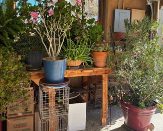 A most impressive collection of healthy jade, cacti, pothos, oleander, desert rose and citrus plants