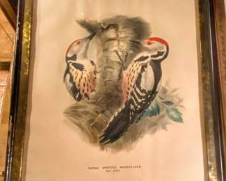 Framed print titled "Middle Spotted Woodpecker"