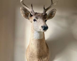 Taxidermy shoulder mount of a whitetail deer buck