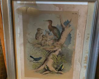 The print is Plate VII from Studer's Popular Ornithology: Bird's of North America, published in 1878