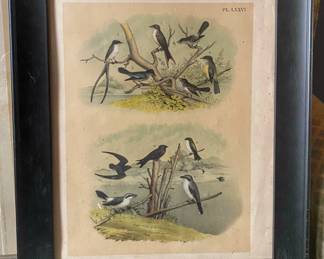 Antique bird print, specifically a colored lithograph from an 1881 folio by Studer