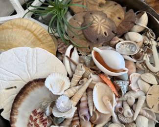 Gorgeous Shell Array