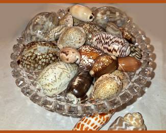 Collection of Cowrie Shells