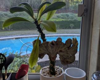 Unique prickly succulent!