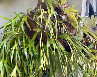 Staghorn Ferns