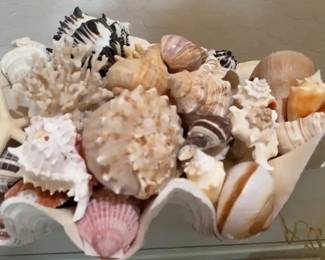 A Shell Full Of Shells