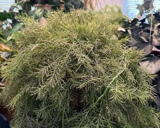 Lots of faux plants!