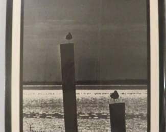 1972 "Nature In the Rough" Photograph by Larry Huston