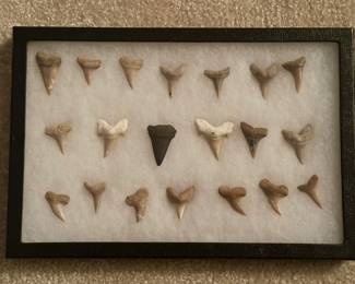 Fossilized Shark Teeth