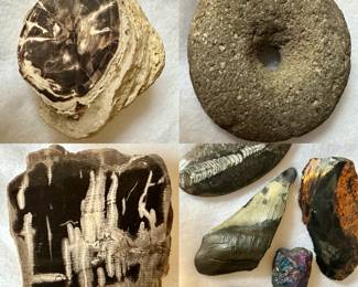 Fossils, spindle whorl stone tool, and more fossils.