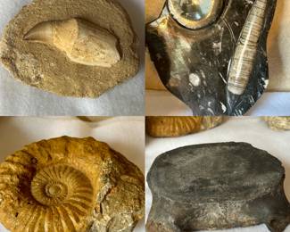 Fossils