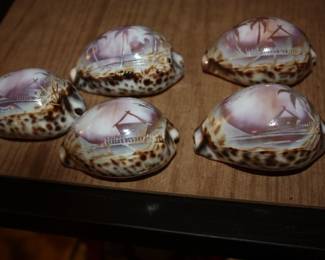 5 carved sea shells from Philippines  all excellent no chips 