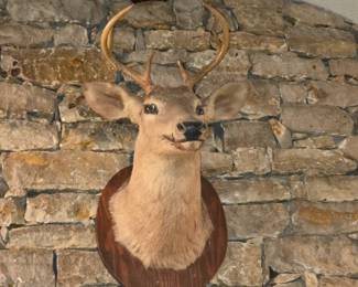 Mounted deer head