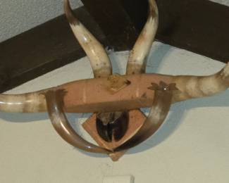 Steer/Bullhorn coat rack