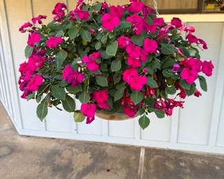 a hanging basket filled with red impatiens plants. This popular annual is known for providing vibrant color in garden beds and containers.