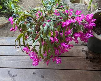 holiday cactus, likely a Thanksgiving cactus (Schlumbergera truncata) or a hybrid, known for its vibrant magenta flowers.