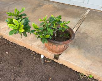 potted gardenia plant (Gardenia jasminoides), also known as Cape jasmine. T
