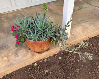 Short-leaved Aloe (Aloe brevifolia), also known as the Crocodile Plant. It is a compact, blue-green succulent that grows in dense, mounding clumps.