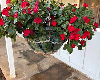a hanging basket filled with red impatiens plants. This popular annual is known for providing vibrant color in garden beds and containers.