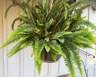 oston fern (Nephrolepis exaltata), a popular houseplant known for its lush, arching green fronds. It may also be an artificial plant designed to look like one.