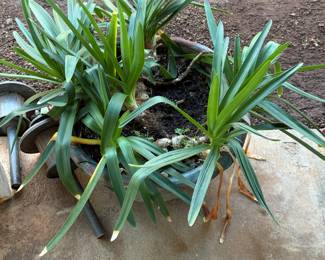 Agapanthus, commonly known as the African lily or Lily of the Nile. It is a popular, low-maintenance perennial plant cherished for its strap-like foliage.