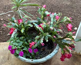 Thanksgiving Cactus (Schlumbergera truncata) in bloom, sharing a pot with other plants. This popul