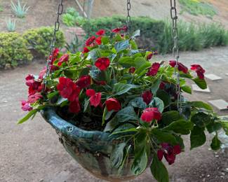 Basket filled with red impatiens plants. This popular annual is known for providing vibrant color in garden beds and containers.