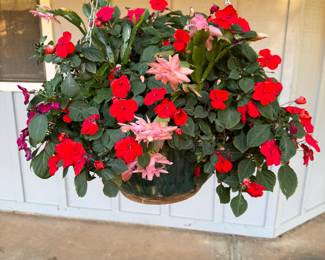 a hanging basket filled with red impatiens plants. This popular annual is known for providing vibrant color in garden beds and containers.