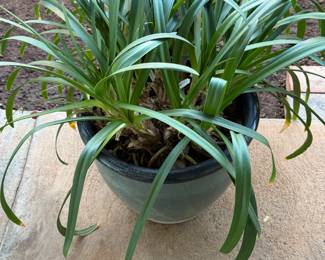 Flax Lily (Dianella tasmanica), also known as the Tasman flax lily. It is often used as a groundcover or border plant due to its grass-like foliage.