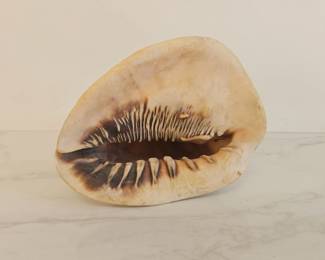 Lot 9581 Large Conch Sea Shell