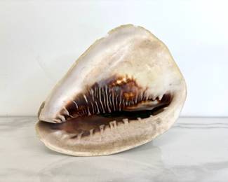 Lot 9571 Large Conch Sea Shell
