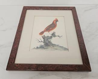 Lot 9573 William Hayes  Cardinal Grosbeak Antique Bird Print