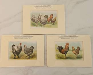Lot 9419 Vintage English Chickens Chromolithograph 5 x 7 Art Prints