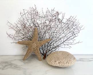 Lot 9626 Natural Curiosities  Dried Starfish  Brain Coral  Sea Fan Coral