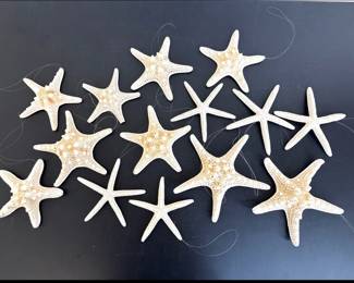 Lot 9620 Dried Starfish Ornaments  Natural Curiosites